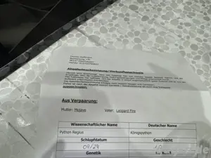 Schlange Königspython 