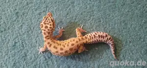 Weibliche SGG Super Giant Godzilla Leopardgecko Notverkauf 