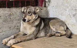 Ruhiges Zuhause für Franka gesucht