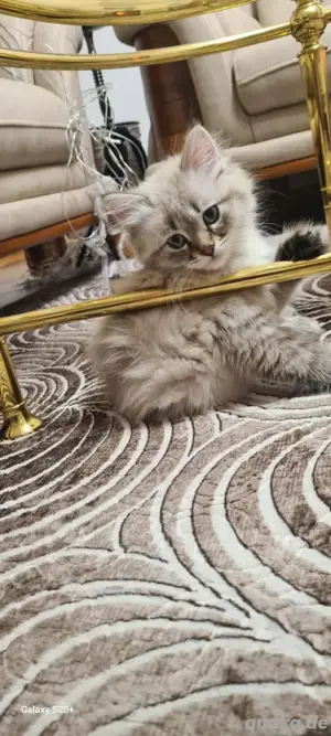ragdoll kater
