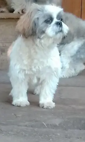 Verkaufe Shih-Tzu Welpen 
