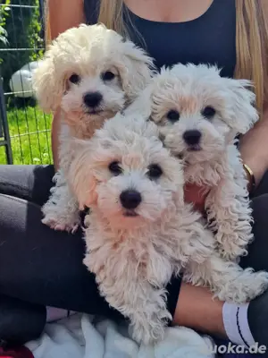 Maltipoo Welpen Auszugsbereit Malteser Pudel Mix 