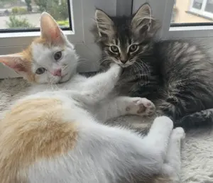 Verschmuster Kater 