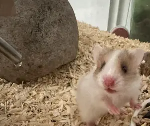 Hamster Babys zuckersüß 
