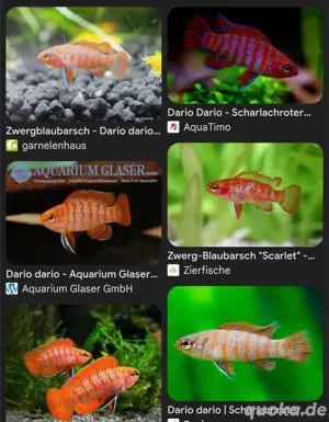 Scharlachroter Zwergblaubarsch 