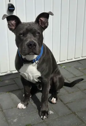 Continental Bulldogge Mix 