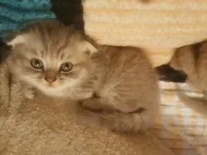 Kätzchen 8 Wochen alt Freiburg katzenbabys