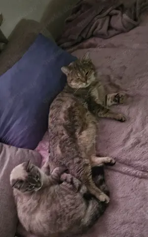 Bkh kater und bkh Mix katze zu verkaufen