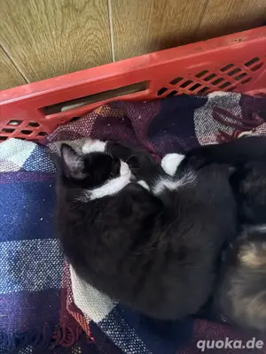 süßes katzen baby sucht neues zuhasue 