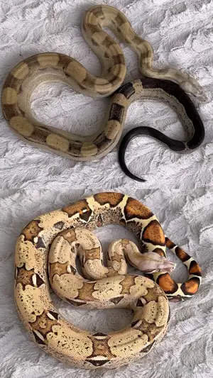 Boa imperator Pärchen