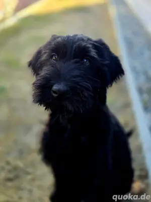 riesenschnauzer welpe