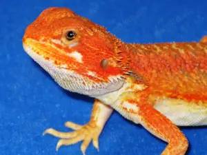Farb-Bartagame 3 Monate rot-orange