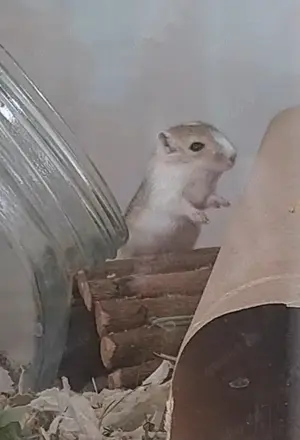 Süße Rennmaus Babys