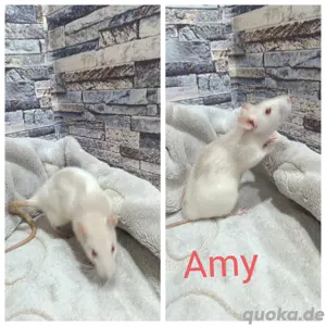 Ratten sind abgabebereit 
