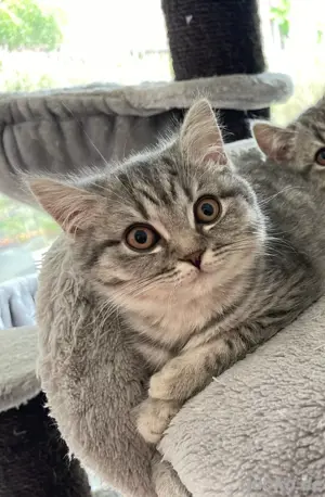 kitten katze kater männchen weibchen männlich weiblich 