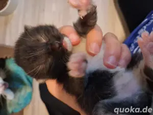 Babykatzen