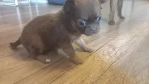 Noch 1 Chihuahua Mädchen ab Ende Juni abzugeben.