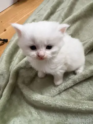süsse Kitten. Maine Coon Perser Mix Wurftag 12.04.25 