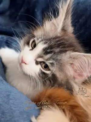 Maine Coon Kitten mit Stammbaum