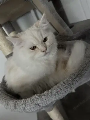 BLH Langhaar Kitten