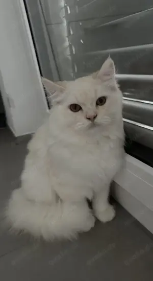Britisch Langhaar Kitten