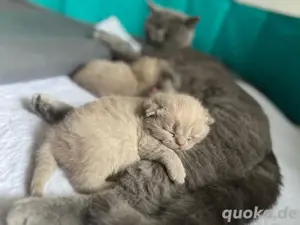 Britisch Kurzhaar Kitten