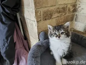 3 Katzenbabys    bild 1 uns 2 sind reserviert und bild 3 