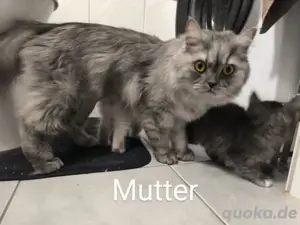 britisch langhaar katzen