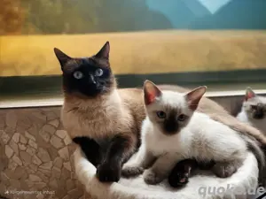 Siam Kitten Kätzchen 