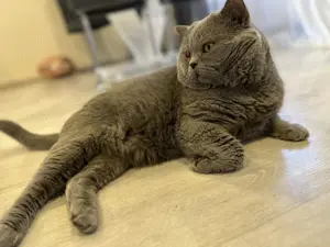 Deckkater Bkh im Blau  Bild 3