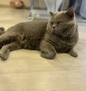 Deckkater Bkh im Blau  Bild 2