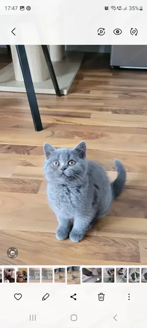 BKH Kitten umzugsbereit
