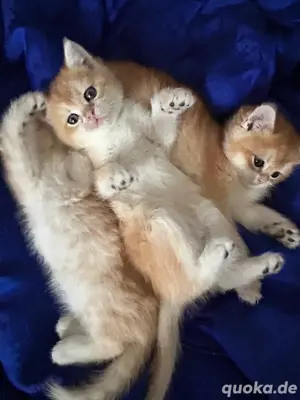Britisch Kurzhaar Kitten in Berlin