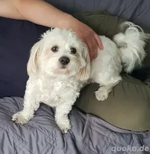 Wir suchen für unsere Lilly eine nette  Familie. 