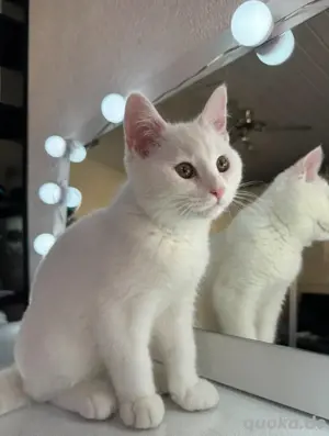 british kurzhaar katze - 