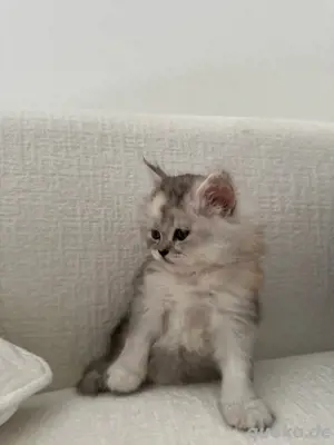 norwegische Waldkatze maine coon
