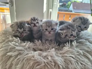 Wunderschöne Britisch kurzhaar kitten 