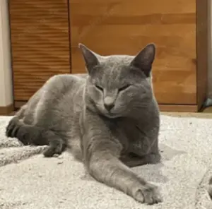 Reinrassige Russisch Blau Kitten mit Stammbaum aus seriöser Zucht Bild 8