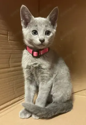 Reinrassige Russisch Blau Kitten mit Stammbaum aus seriöser Zucht Bild 2