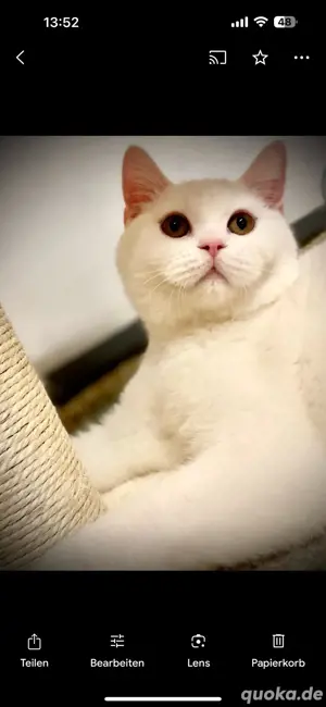 Reinrassiger Britisch Kurzhaar Kater