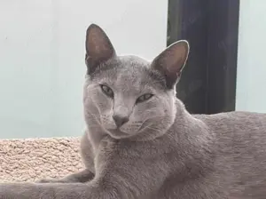 Reinrassige Russisch Blau Kitten mit Stammbaum aus seriöser Zucht Bild 7
