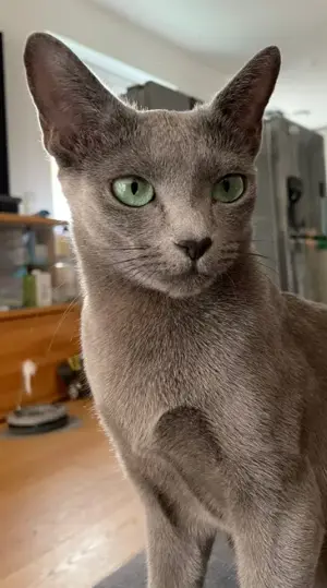 Reinrassige Russisch Blau Kitten mit Stammbaum aus seriöser Zucht Bild 6