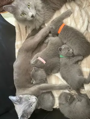 Reinrassige Russisch Blau Kitten mit Stammbaum aus seriöser Zucht Bild 5