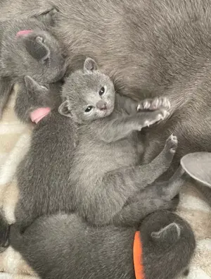 Reinrassige Russisch Blau Kitten mit Stammbaum aus seriöser Zucht Bild 4