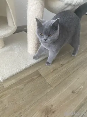 BKH Katze blue point