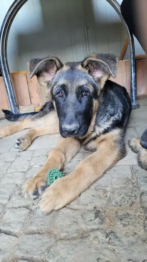 Deutscher Schäferhund Welpe Rüde