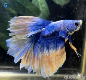 Kampffisch Männchen Betta splendens Halfmoon 