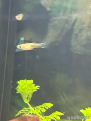junge Guppys