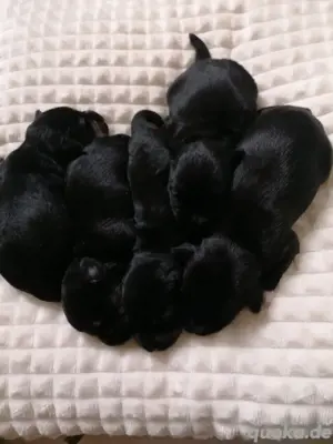 Zwergschnauzer 