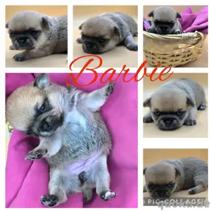 Barbie Chihuahua Hündin sucht demnächst dich